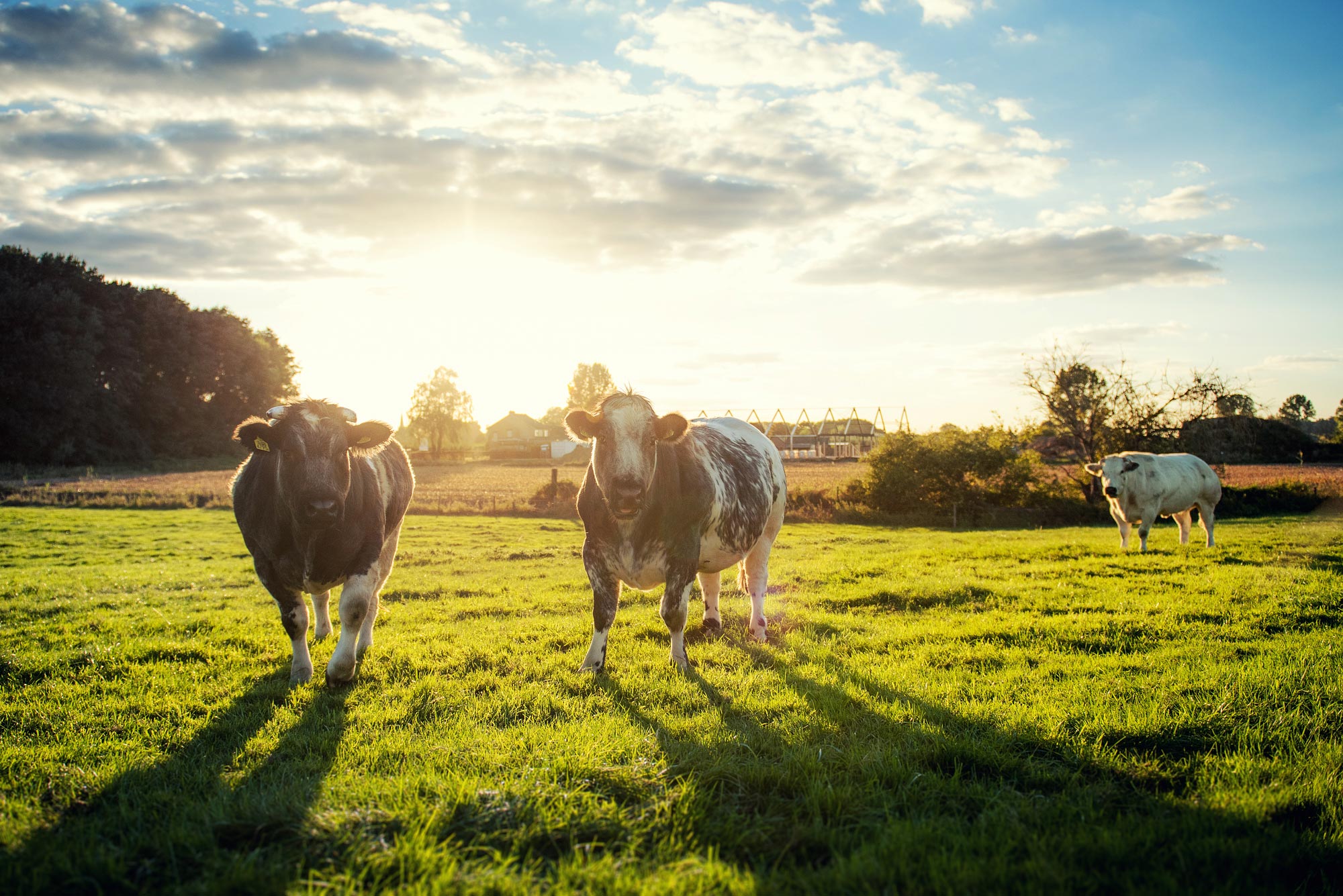 Grazende koeien in de middagzon langs de dijk bij Lent Nijmegen - Emil Cobussen Photography